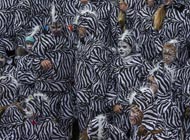 Zebre s Kantride